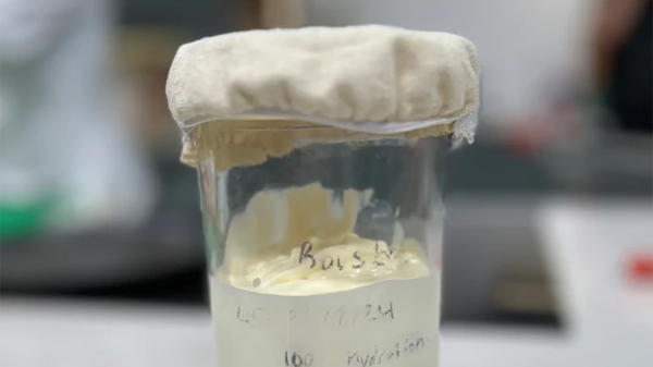 كريمة حامضة - ساور كريم